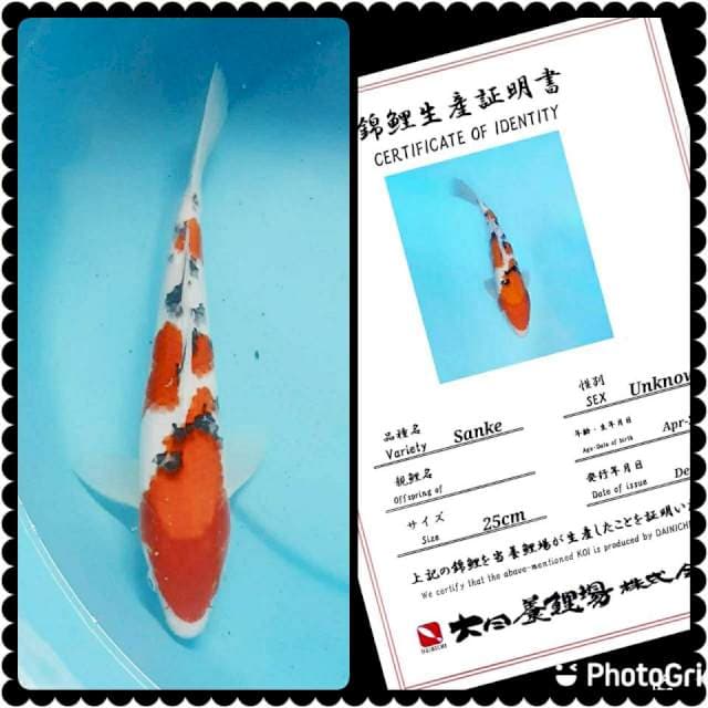 Sanke Dainichi 30bu