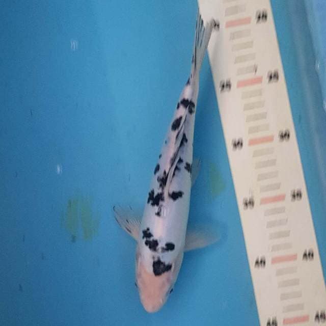 Bekko