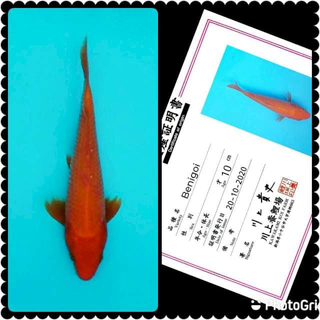 Benigoi Kawakami 20cm