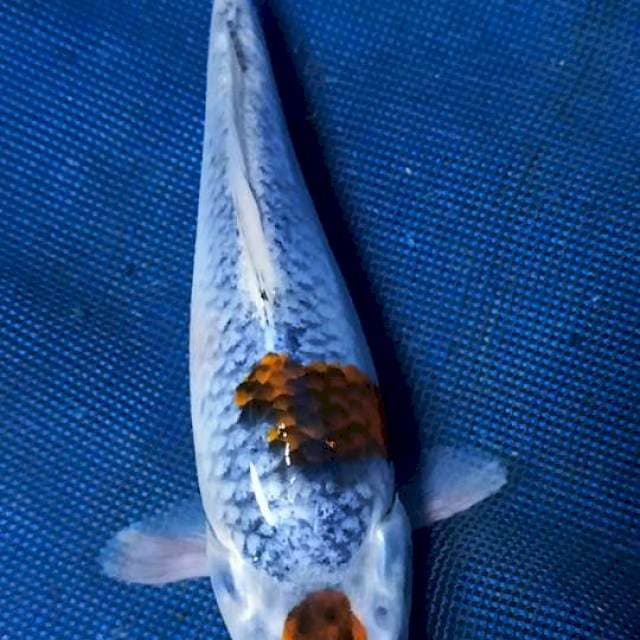 tancho goshiki 18cm