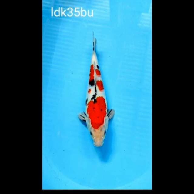 Showa,35 bu
