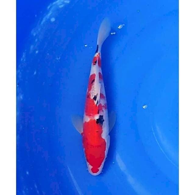 Taisho Sanshoku (Sanke) 3step Original 26cm (F)