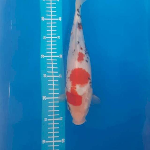 Kindai showa, 35 cm