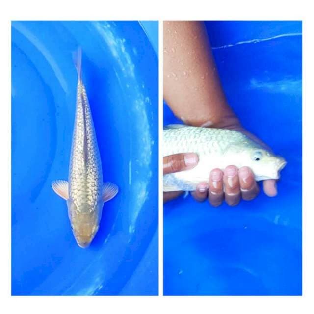 Super Soragoi Ginrin Full Padat Berpunuk 30cm (F)