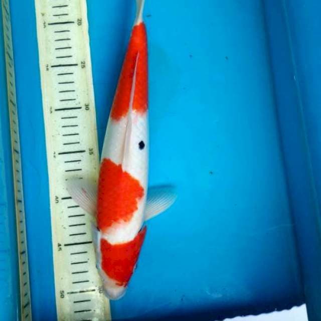 Kohaku sanke, 35cm male