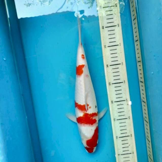 Kohaku sanke, 35cm female