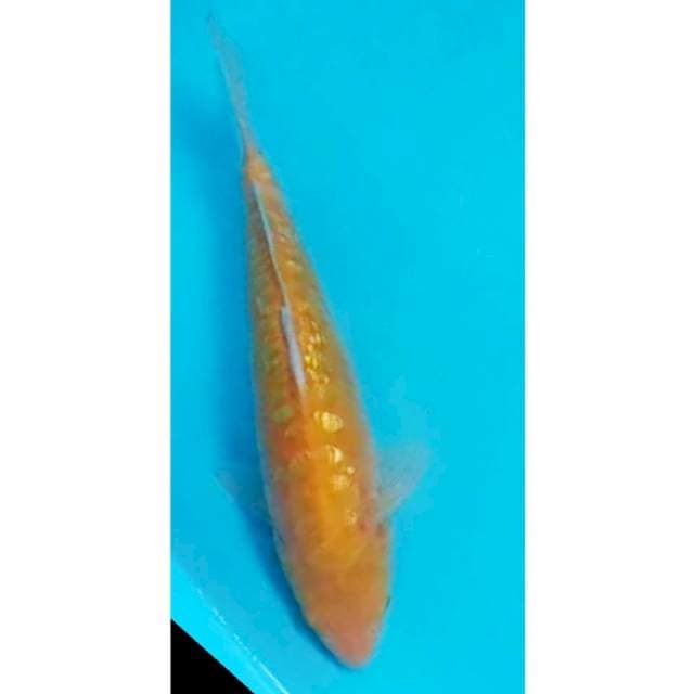Karashi Aragoke 30cm