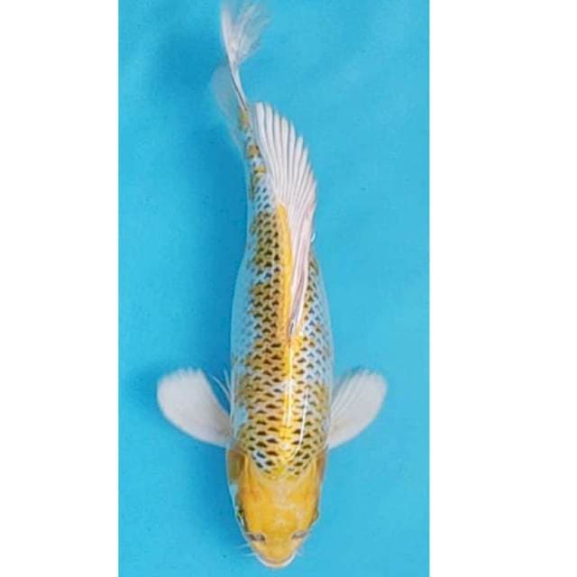 hariwake punuk 35cm
