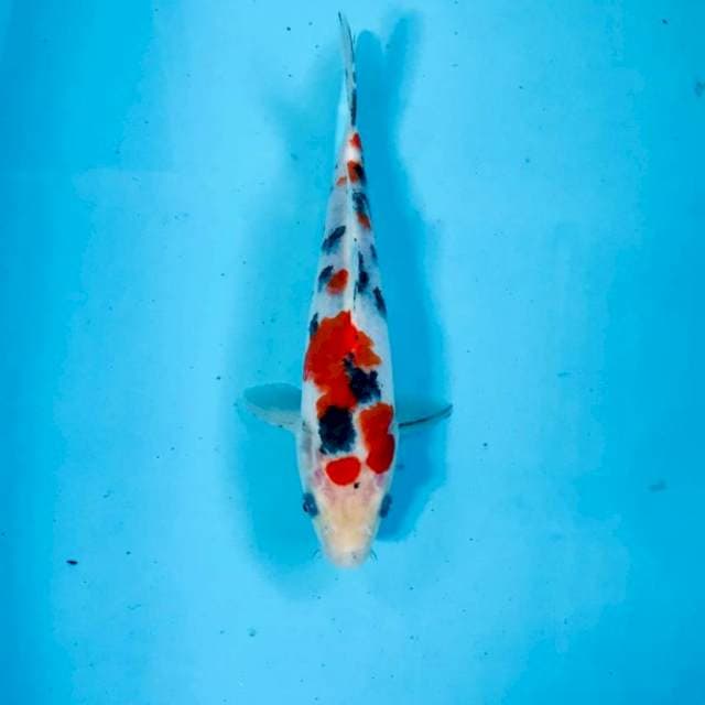Sanke, 19 cm