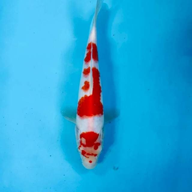 Kohaku, 23 cm