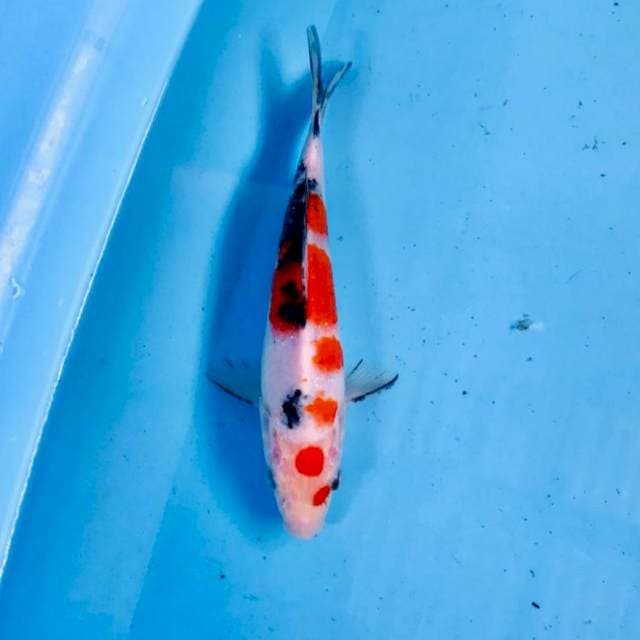 Sanke, 20 cm