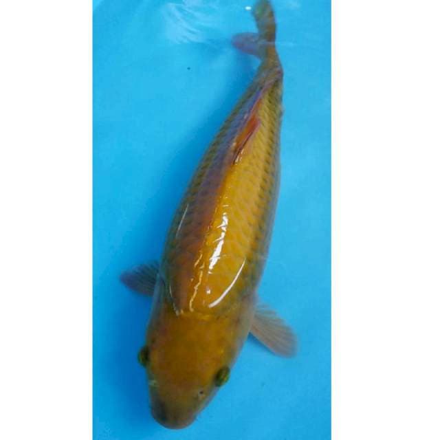 Midorigoi Punuk Jumbo 40cm