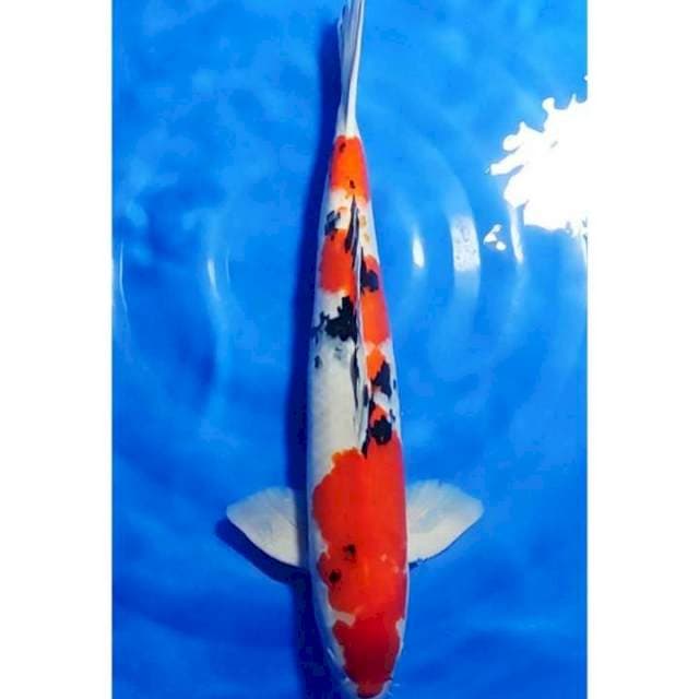 HQ Jumbo Sanke 60cm (M)