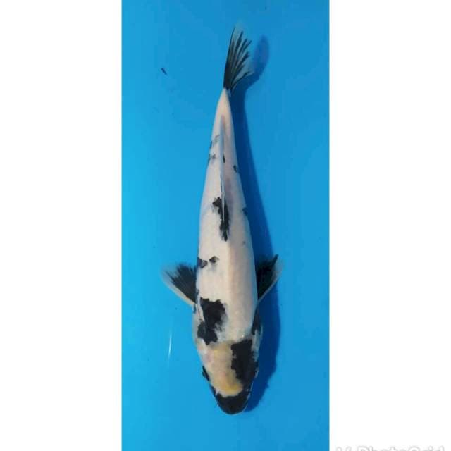 Shiro 30cm