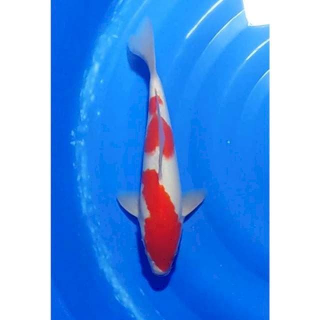 HQ 2step Original Kohaku Strong 33cm (M)