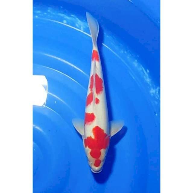 HQ Strong Kohaku 34cm (F)