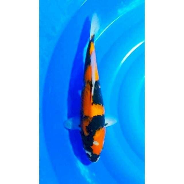 Jumbo Hi Showa Motogoro Seimbang 41cm (F)