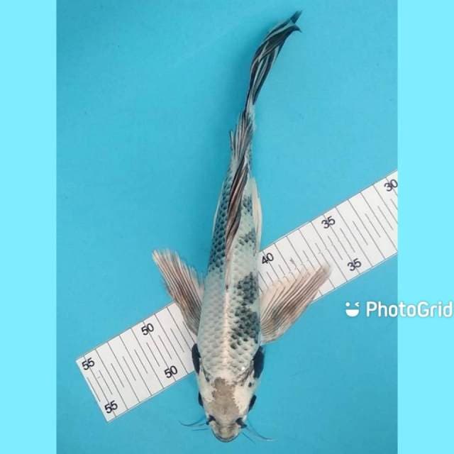 Kumpay 31cm