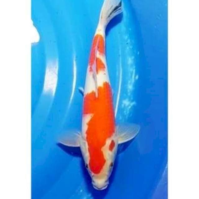 2step Original Tategoi Sanke 33cm (M)