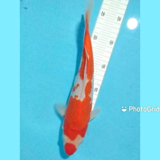 Kohaku 29cm