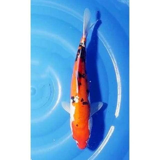 Doitsu Sanke Original 33cm (F)