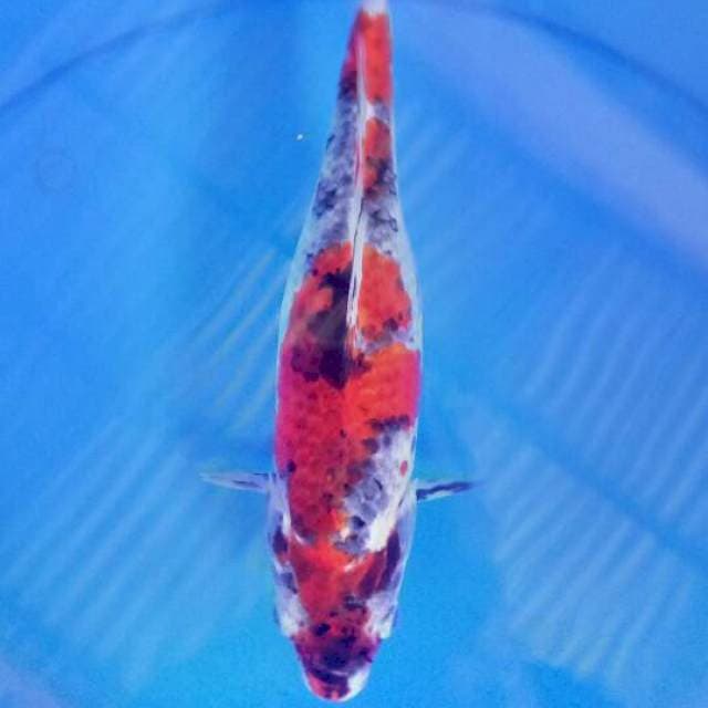 Goromo sanke 28 cm