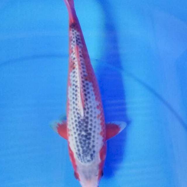 Asagi 26 cm