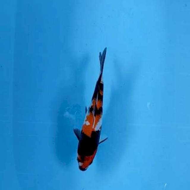 Showa 24 cm