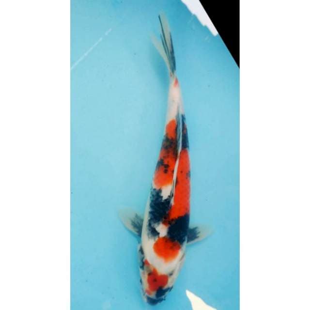 Showa jantan 30cm