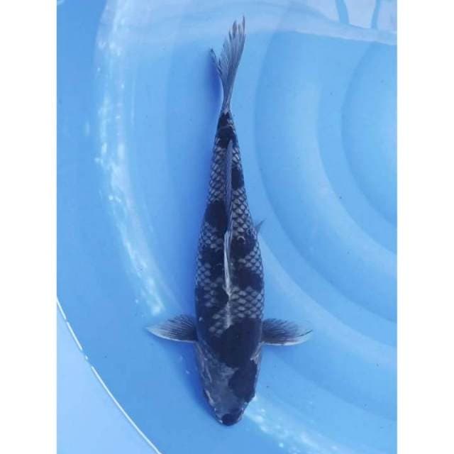 Antik - Kawarimono 38cm (F)