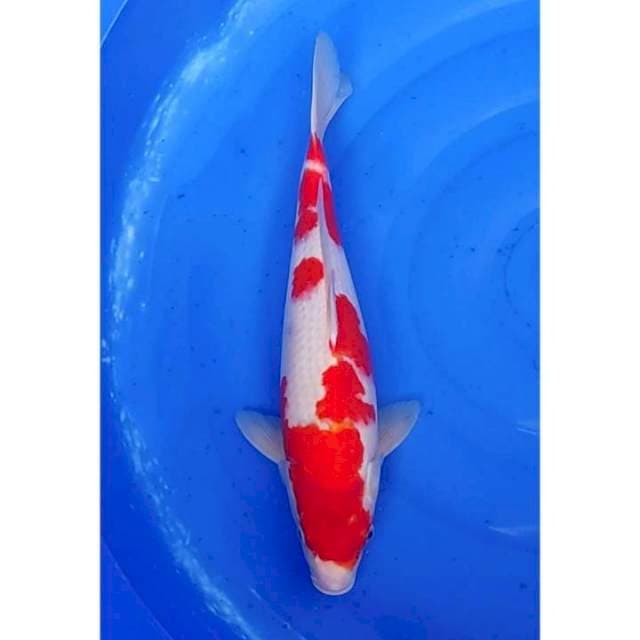Jumbo Strong Kohaku 42cm (M)