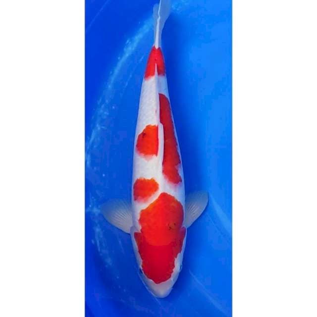 Jumbo Strong Sanke Tategoi 44cm (M)