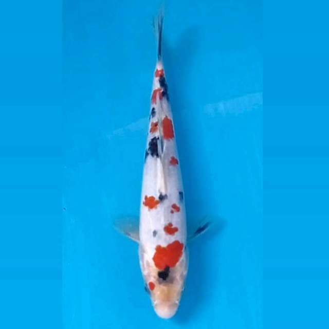 Sanke, 18 cm