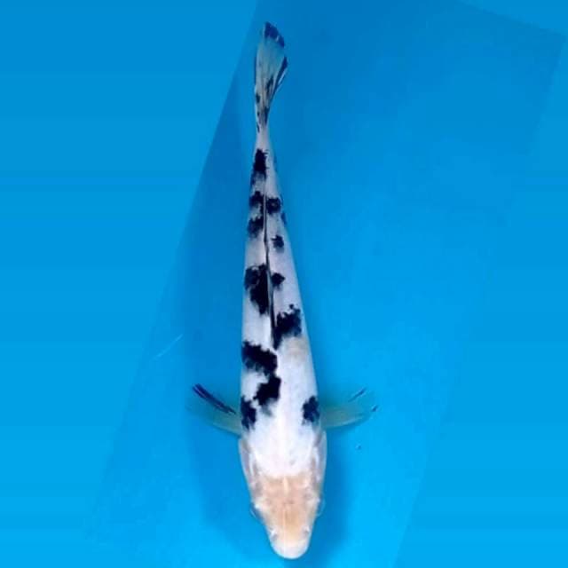 Bekko, 19 cm
