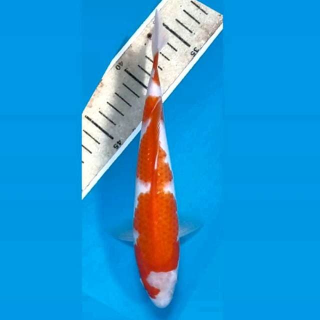 Kohaku, 21 cm