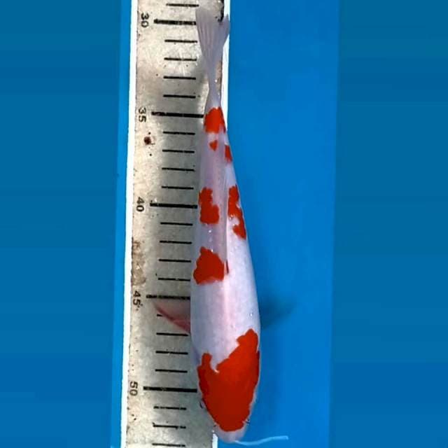 Kohaku, 21 cm