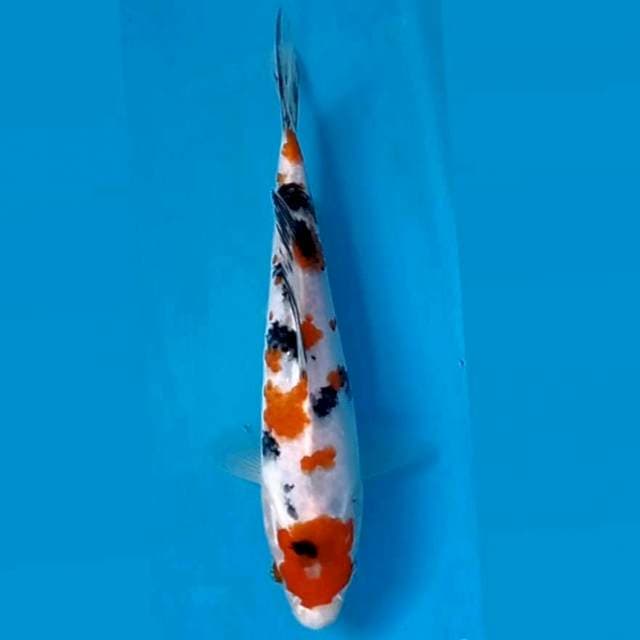 Sanke, 19 cm