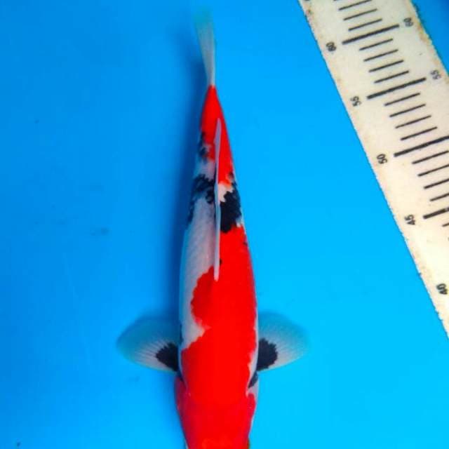 Showa 30cm