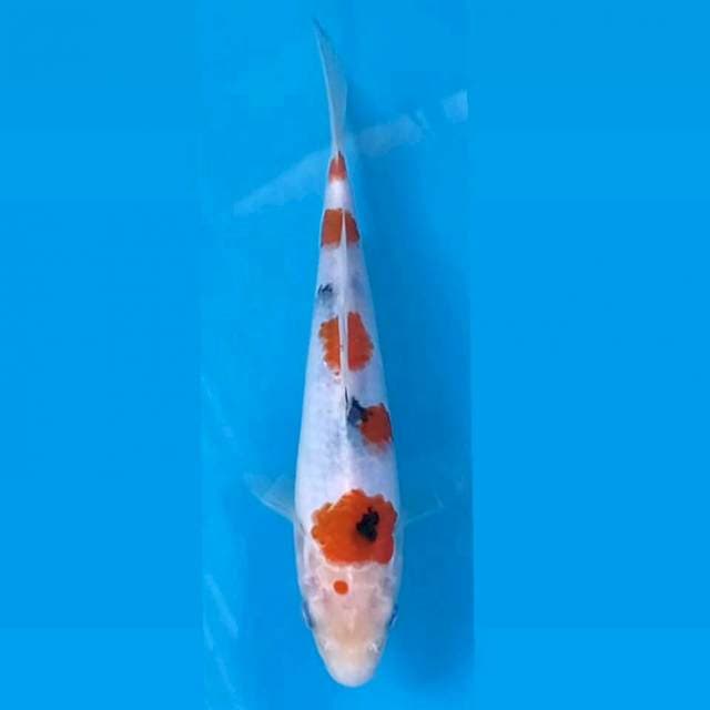 Sanke, 18 cm