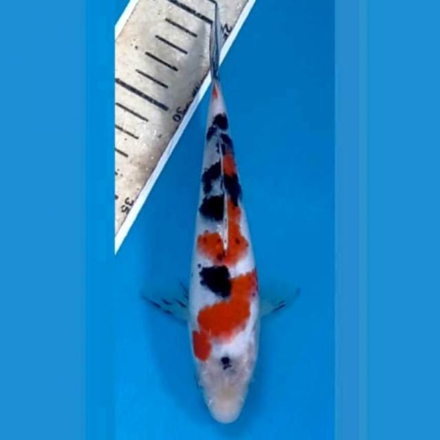 Sanke, 18 cm