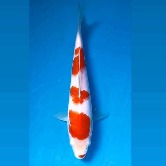Kohaku, 19 cm