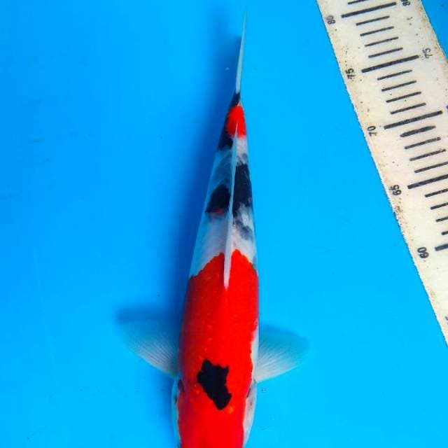 Showa 31cm