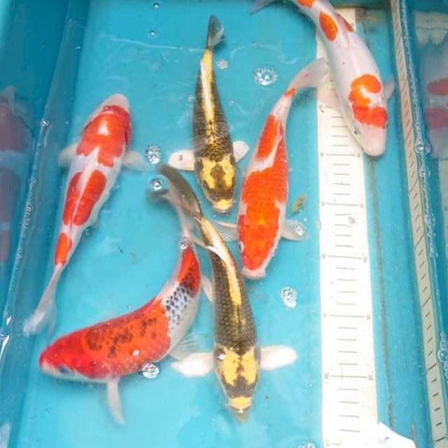 Mix 20-24cm