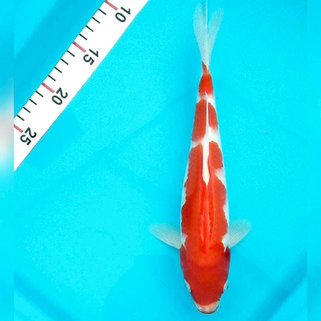 Red strong kohaku//28cm