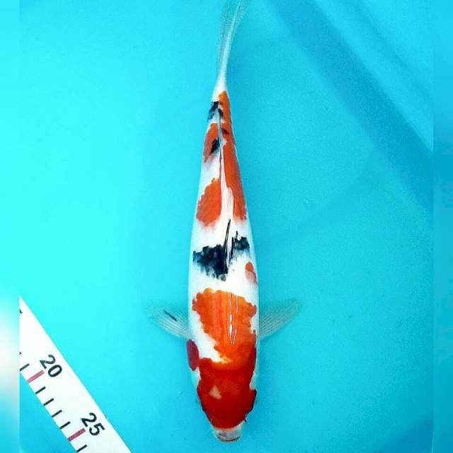 Sanke//30cm