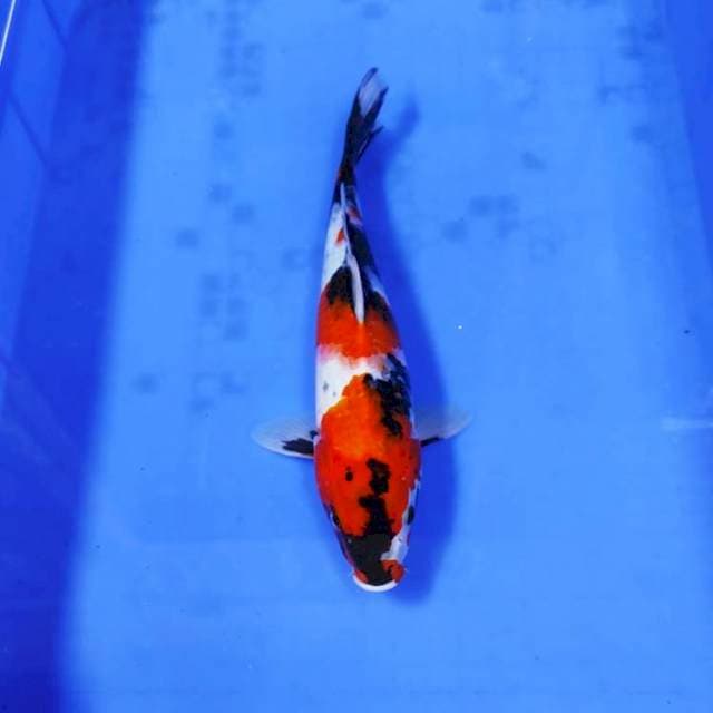 SHOWA SANSOKU
