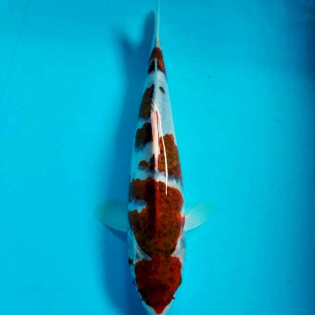 GOROMO 27CM