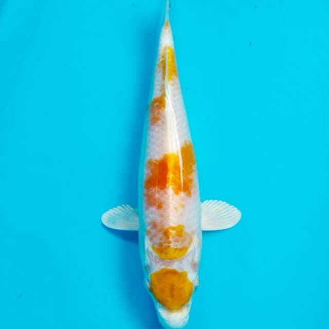 Maruten hariwake