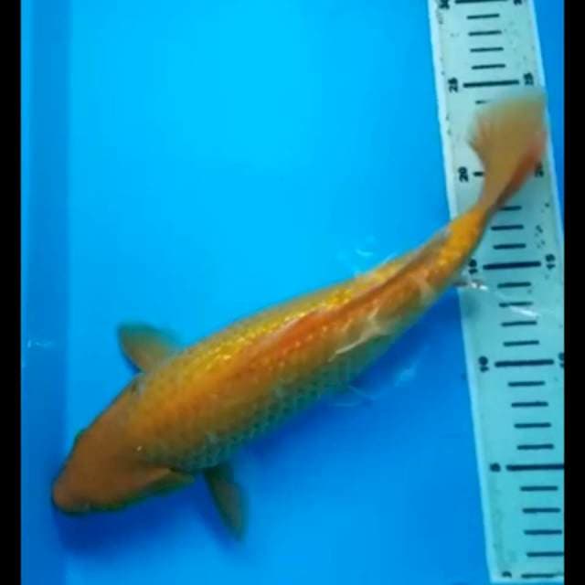 KARASHI GINRIN BULKY 32 Cm