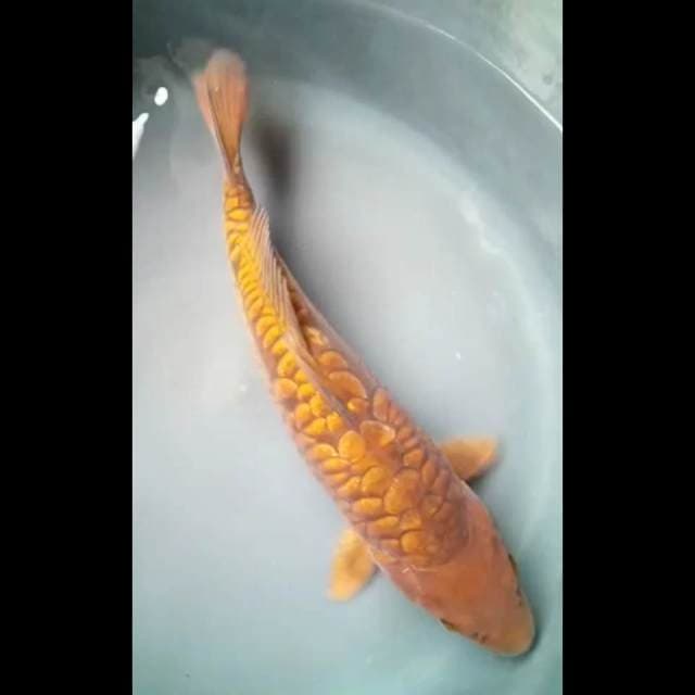 CHAGOI DOITSU ARAGOKE SISIK GEDE 32 Cm